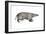 American Badger (Taxidea Taxus), Weasel, Mammals-Encyclopaedia Britannica-Framed Art Print