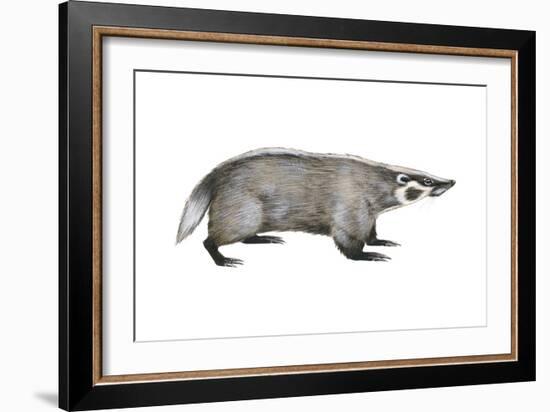 American Badger (Taxidea Taxus), Weasel, Mammals-Encyclopaedia Britannica-Framed Art Print