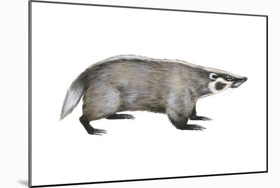 American Badger (Taxidea Taxus), Weasel, Mammals-Encyclopaedia Britannica-Mounted Art Print