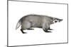 American Badger (Taxidea Taxus), Weasel, Mammals-Encyclopaedia Britannica-Mounted Art Print