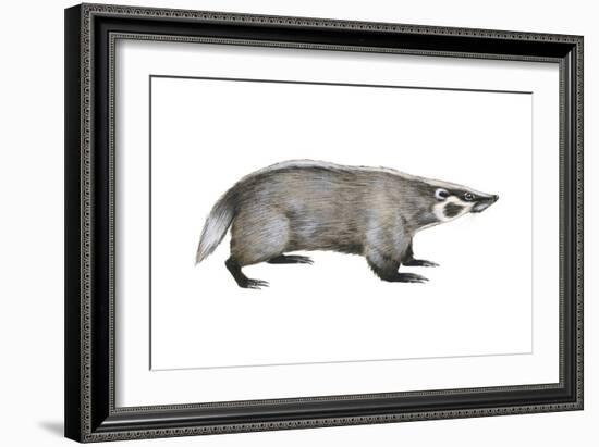 American Badger (Taxidea Taxus), Weasel, Mammals-Encyclopaedia Britannica-Framed Art Print