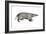 American Badger (Taxidea Taxus), Weasel, Mammals-Encyclopaedia Britannica-Framed Art Print