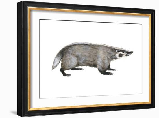 American Badger (Taxidea Taxus), Weasel, Mammals-Encyclopaedia Britannica-Framed Art Print