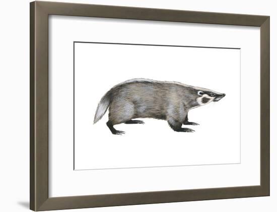 American Badger (Taxidea Taxus), Weasel, Mammals-Encyclopaedia Britannica-Framed Art Print