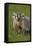 American Badger (Taxidea Taxus), Yellowstone National Park, Wyoming, United States of America-James Hager-Framed Premier Image Canvas