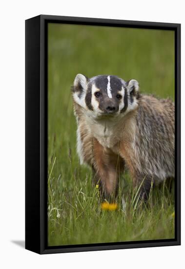 American Badger (Taxidea Taxus), Yellowstone National Park, Wyoming, United States of America-James Hager-Framed Premier Image Canvas