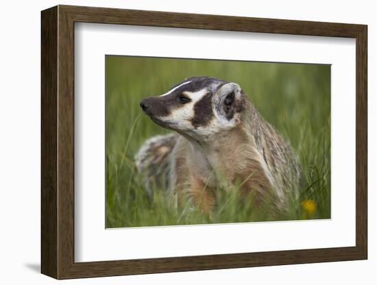 American Badger (Taxidea Taxus), Yellowstone National Park, Wyoming, United States of America-James Hager-Framed Photographic Print