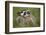 American Badger (Taxidea Taxus), Yellowstone National Park, Wyoming, United States of America-James Hager-Framed Photographic Print