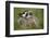 American Badger (Taxidea Taxus), Yellowstone National Park, Wyoming, United States of America-James Hager-Framed Photographic Print