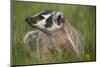 American Badger (Taxidea Taxus), Yellowstone National Park, Wyoming, United States of America-James Hager-Mounted Photographic Print