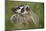 American Badger (Taxidea Taxus), Yellowstone National Park, Wyoming, United States of America-James Hager-Mounted Photographic Print