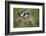 American Badger (Taxidea Taxus), Yellowstone National Park, Wyoming, United States of America-James Hager-Framed Photographic Print