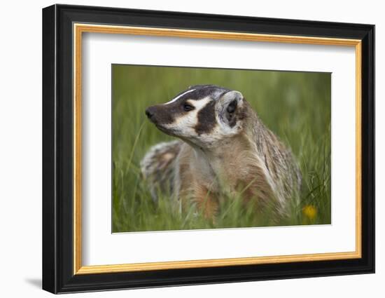 American Badger (Taxidea Taxus), Yellowstone National Park, Wyoming, United States of America-James Hager-Framed Photographic Print