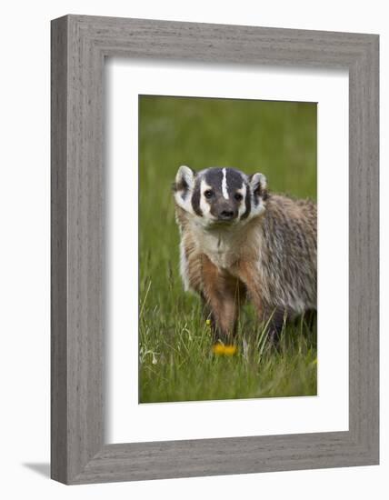 American Badger (Taxidea Taxus), Yellowstone National Park, Wyoming, United States of America-James Hager-Framed Photographic Print