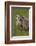 American Badger (Taxidea Taxus), Yellowstone National Park, Wyoming, United States of America-James Hager-Framed Photographic Print