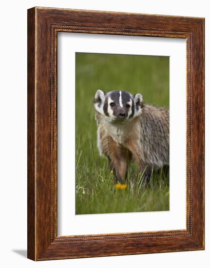 American Badger (Taxidea Taxus), Yellowstone National Park, Wyoming, United States of America-James Hager-Framed Photographic Print