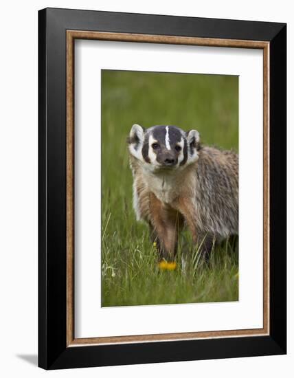 American Badger (Taxidea Taxus), Yellowstone National Park, Wyoming, United States of America-James Hager-Framed Photographic Print