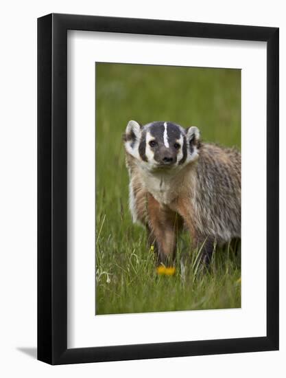 American Badger (Taxidea Taxus), Yellowstone National Park, Wyoming, United States of America-James Hager-Framed Photographic Print