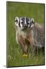 American Badger (Taxidea Taxus), Yellowstone National Park, Wyoming, United States of America-James Hager-Mounted Photographic Print