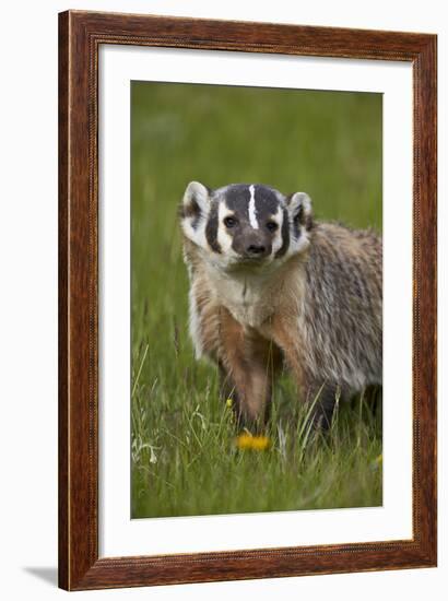 American Badger (Taxidea Taxus), Yellowstone National Park, Wyoming, United States of America-James Hager-Framed Photographic Print