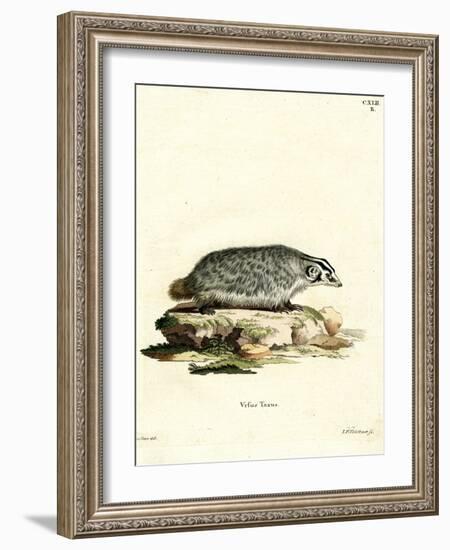 American Badger-null-Framed Giclee Print