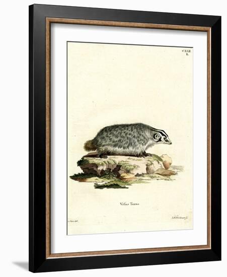 American Badger-null-Framed Giclee Print