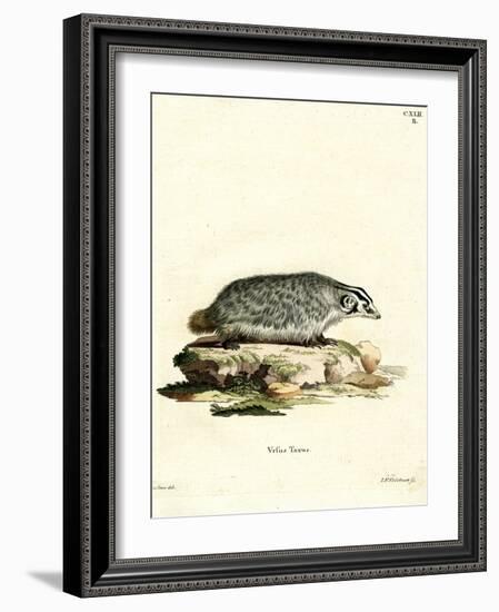 American Badger-null-Framed Giclee Print