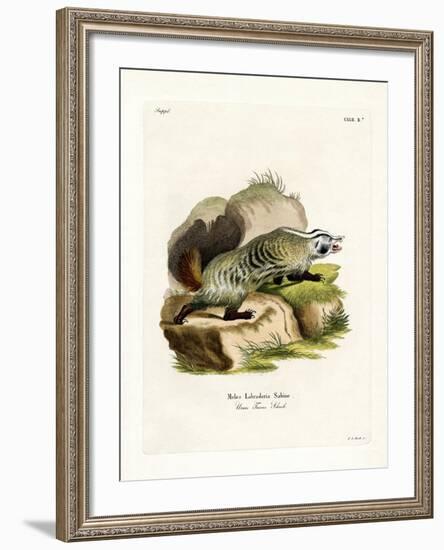 American Badger-null-Framed Giclee Print