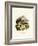 American Badger-null-Framed Giclee Print