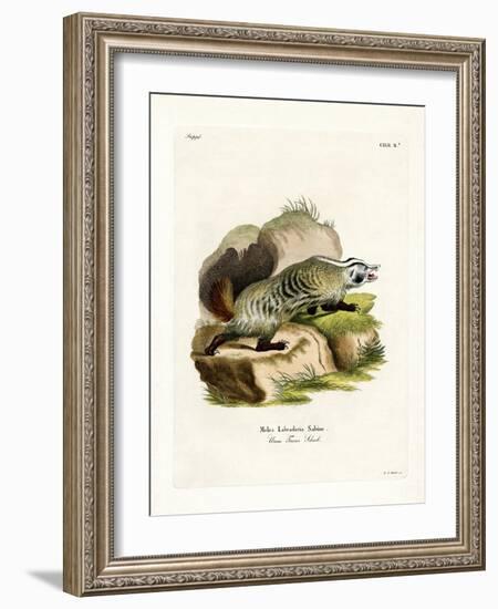 American Badger-null-Framed Giclee Print