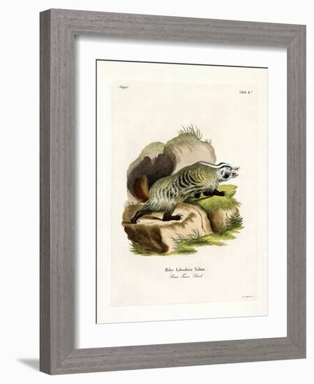 American Badger-null-Framed Giclee Print