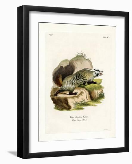 American Badger-null-Framed Giclee Print