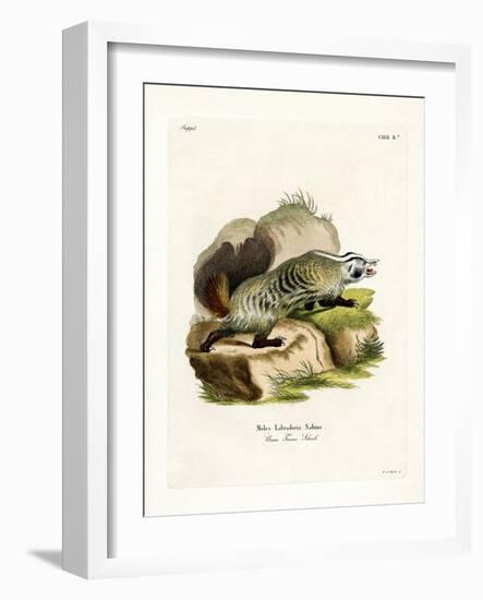 American Badger-null-Framed Giclee Print