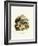 American Badger-null-Framed Giclee Print