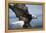 American Bald Eagle Fishing-null-Framed Premier Image Canvas