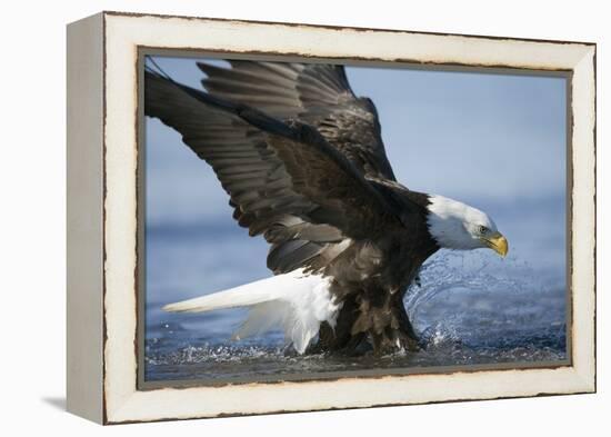 American Bald Eagle Fishing-null-Framed Premier Image Canvas