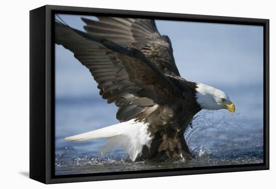 American Bald Eagle Fishing-null-Framed Premier Image Canvas