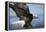 American Bald Eagle Fishing-null-Framed Premier Image Canvas