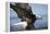 American Bald Eagle Fishing-null-Framed Premier Image Canvas