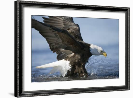 American Bald Eagle Fishing-null-Framed Photographic Print