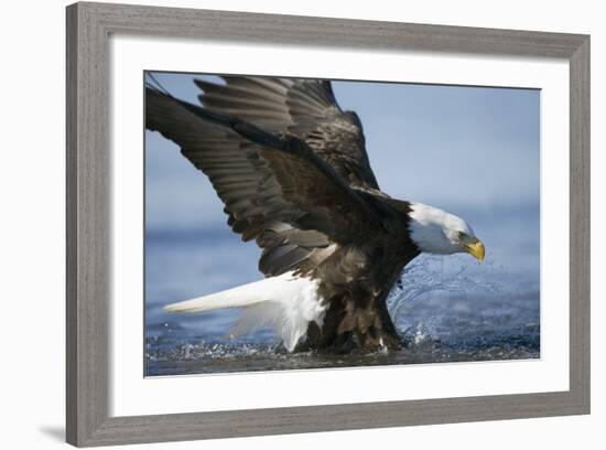 American Bald Eagle Fishing-null-Framed Photographic Print