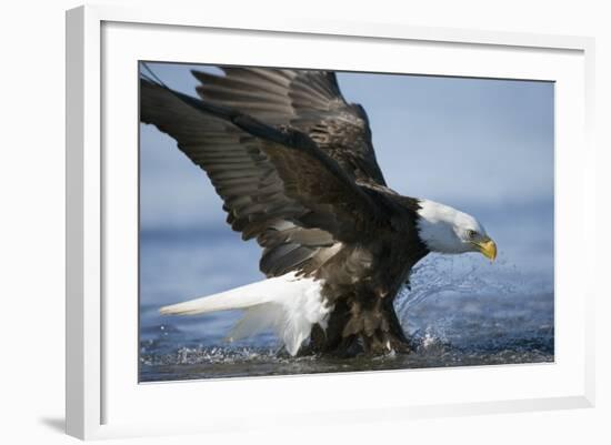 American Bald Eagle Fishing-null-Framed Photographic Print