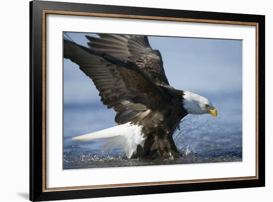 American Bald Eagle Fishing-null-Framed Photographic Print