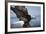 American Bald Eagle Fishing-null-Framed Photographic Print