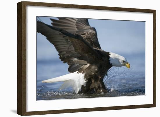 American Bald Eagle Fishing-null-Framed Photographic Print