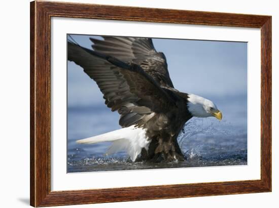 American Bald Eagle Fishing-null-Framed Photographic Print