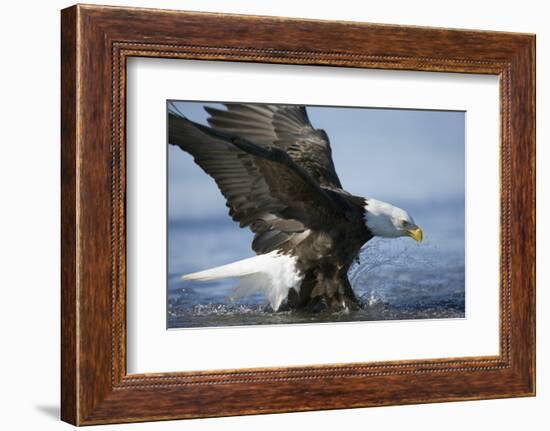 American Bald Eagle Fishing-null-Framed Photographic Print