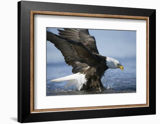 American Bald Eagle Fishing-null-Framed Photographic Print