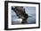 American Bald Eagle Fishing-null-Framed Photographic Print