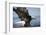 American Bald Eagle Fishing-null-Framed Photographic Print